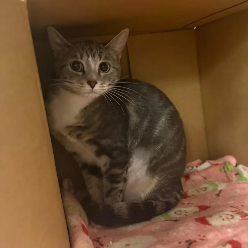 A young medium-sized female Gray / Blue / Silver Domestic Short Hair cat named Rory for adoption in East Smithfield , PA