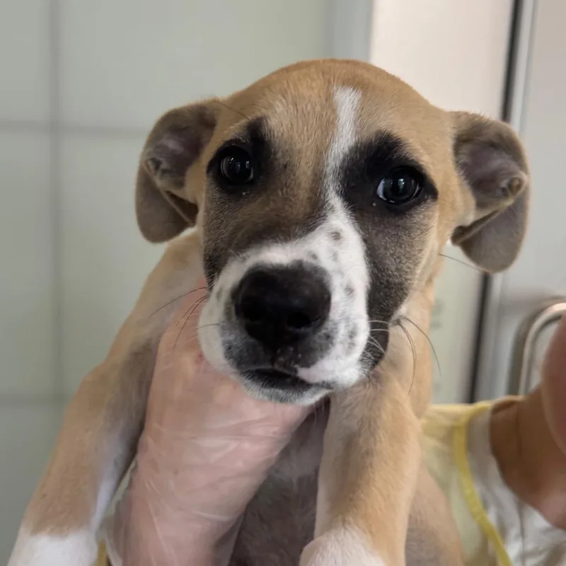 A baby small-sized male Mixed Breed dog named Sears for adoption in Middletown, RI