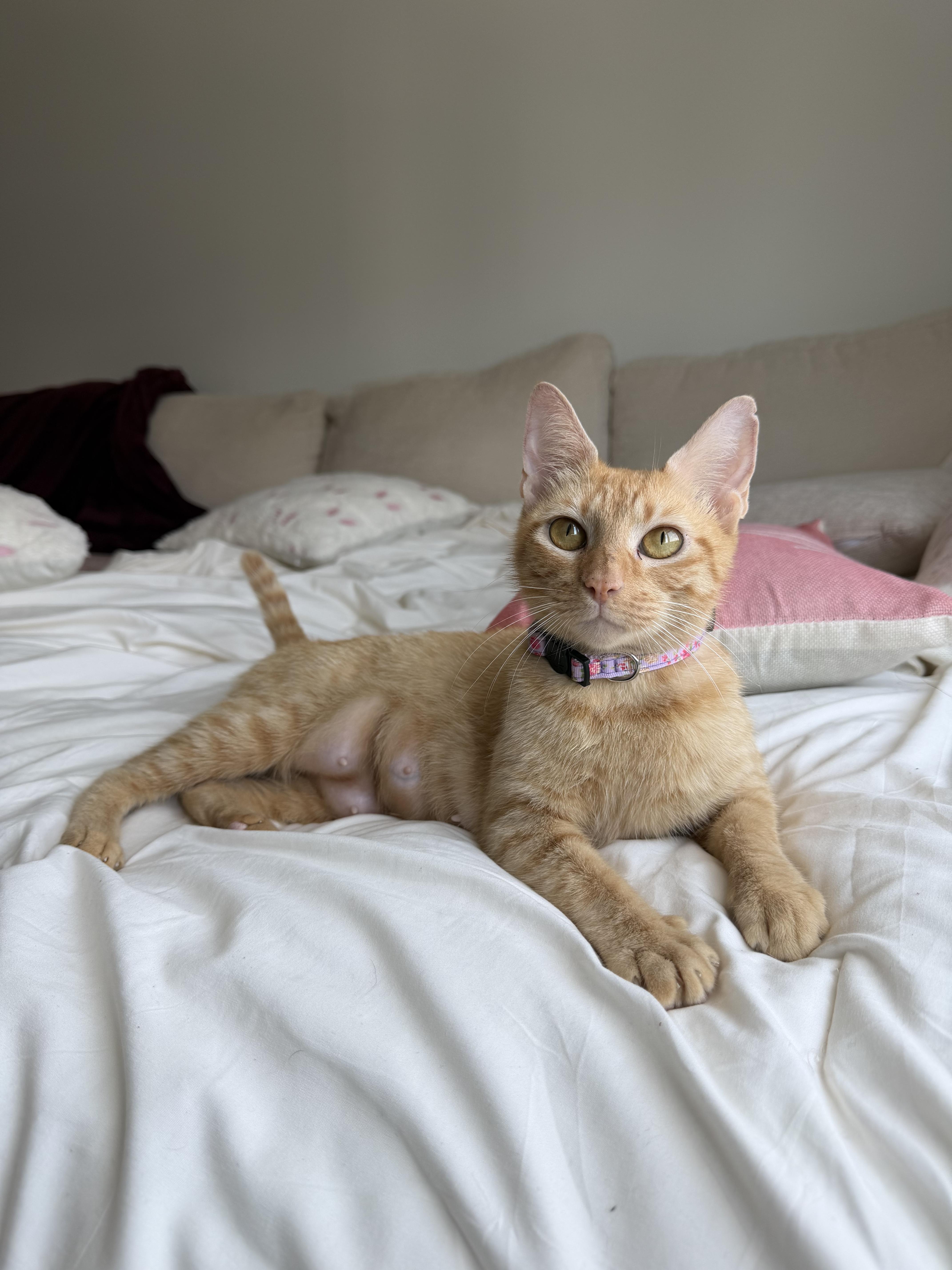 An adult medium-sized female Tabby (Orange / Red) Domestic Short Hair cat named Mama Bluebell for adoption in Bryan, TX