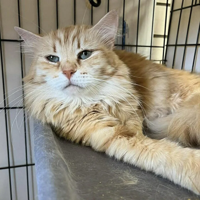 An adult medium-sized female Siberian cat named Irina for adoption in Candler, NC