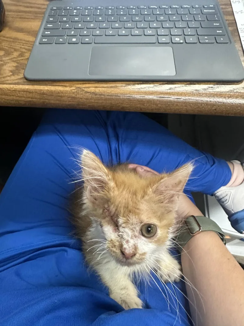 A baby medium-sized male Orange & White Domestic Medium Hair cat named Sparrow for adoption in Speedway, IN