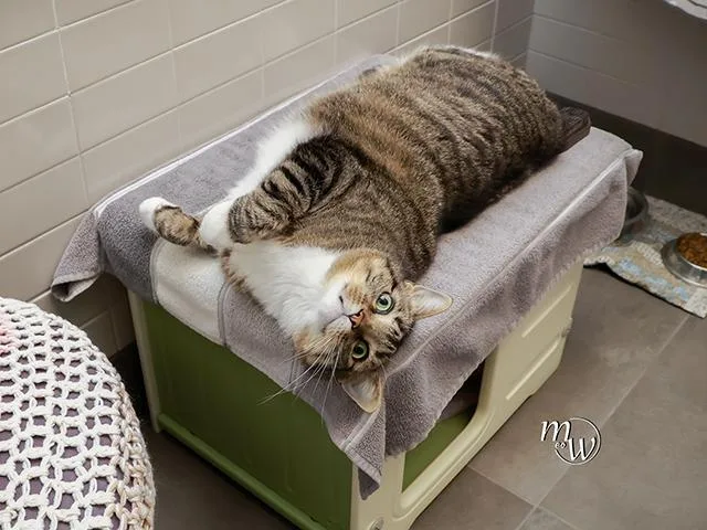 An adult large-sized male Domestic Short Hair cat named Toby for adoption in Omaha, NE