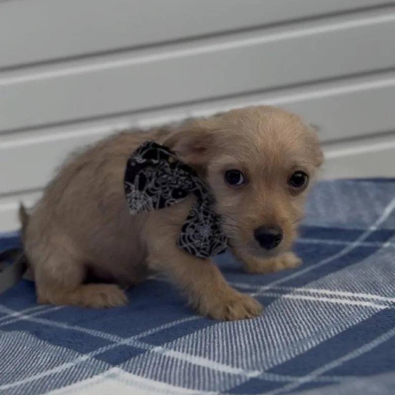 A baby small-sized male Chihuahua dog named Mario for adoption in Newberg, OR