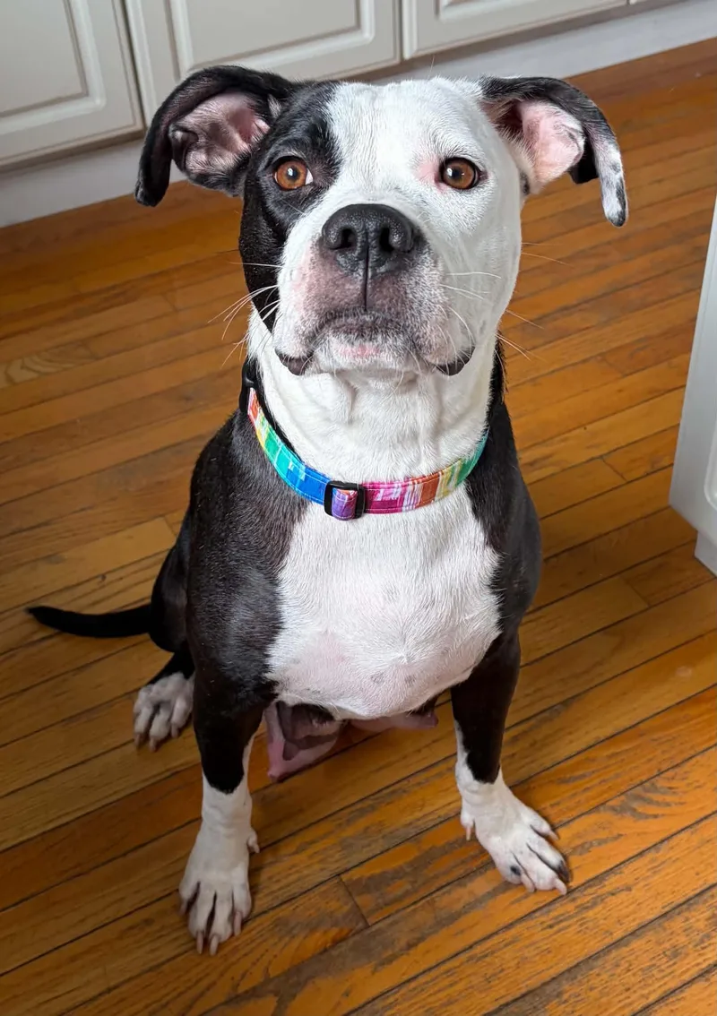 An adult large-sized female Black Labrador Retriever dog named Luna for adoption in O'Fallon, MO