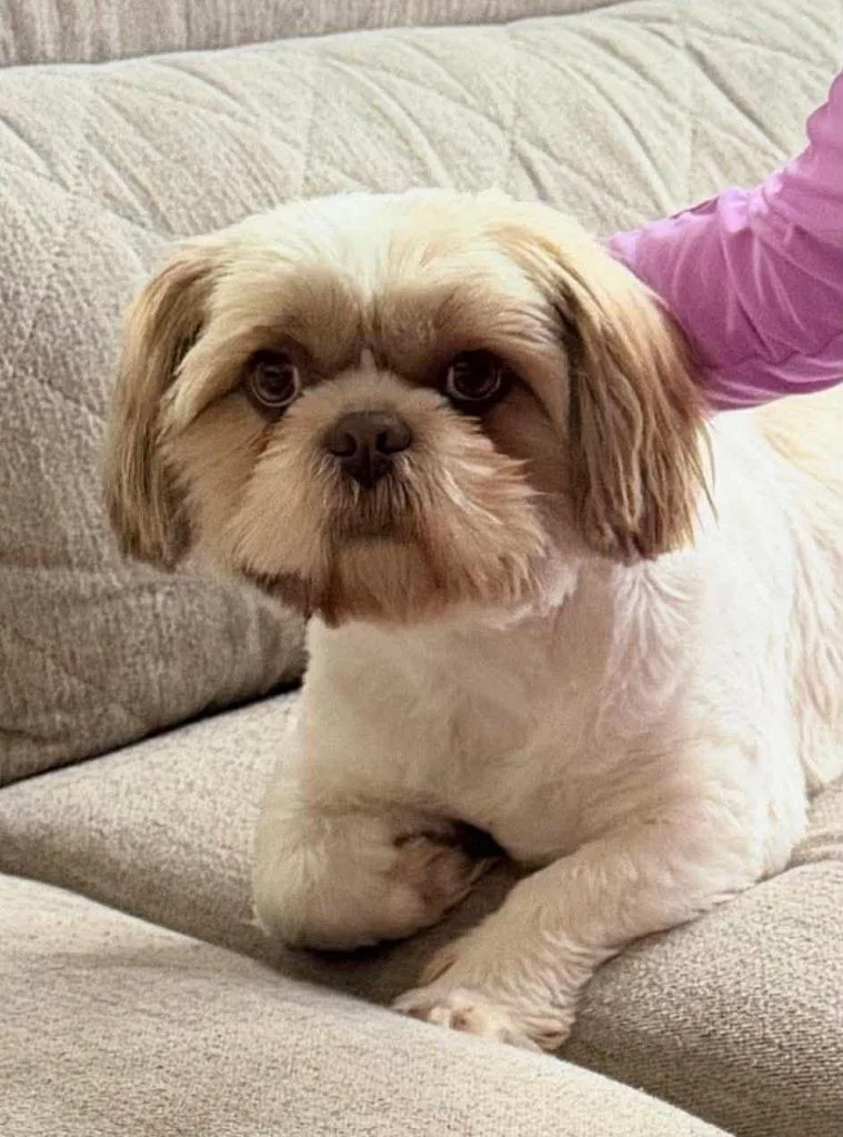 An adult small-sized female White / Cream Shih Tzu dog named Tiffany for adoption in CONROE, TX