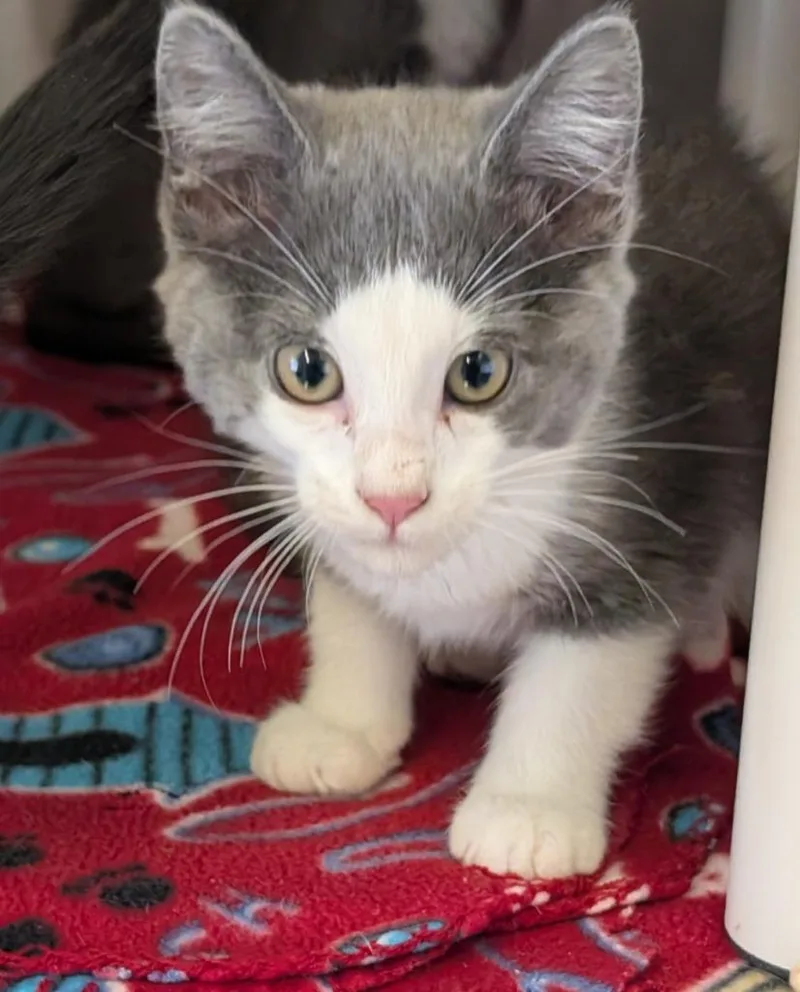 A baby medium-sized female Domestic Short Hair cat named Red for adoption in Havre, MT