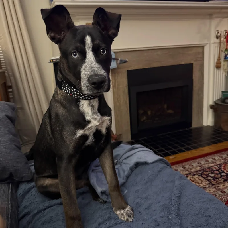 A young medium-sized female Husky dog named Winter for adoption in Detroit, MI