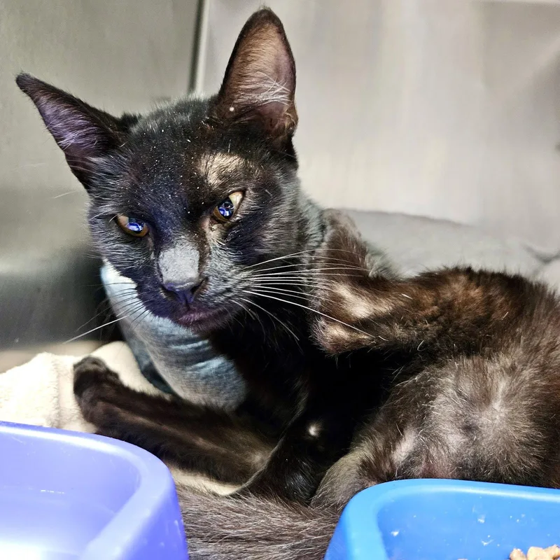 A baby medium-sized female Domestic Short Hair cat named Sango for adoption in Oakland, CA