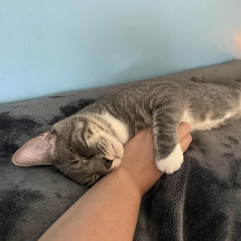 A young small-sized male Gray / Blue / Silver Domestic Short Hair cat named Astro for adoption in Zimmerman, MN