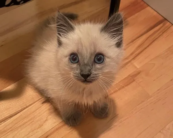An adult small-sized male Domestic Medium Hair cat named Mirka for adoption in Sherwood, OR