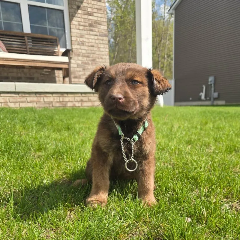 A baby large-sized male Brown / Chocolate Akita dog named Oatmilk Aka Otie for adoption in Monroe, MI