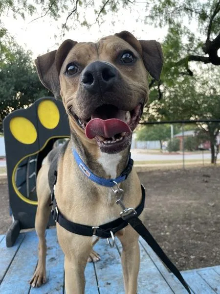 An adult large-sized male Mixed Breed dog named Gatito for adoption in Austin, TX