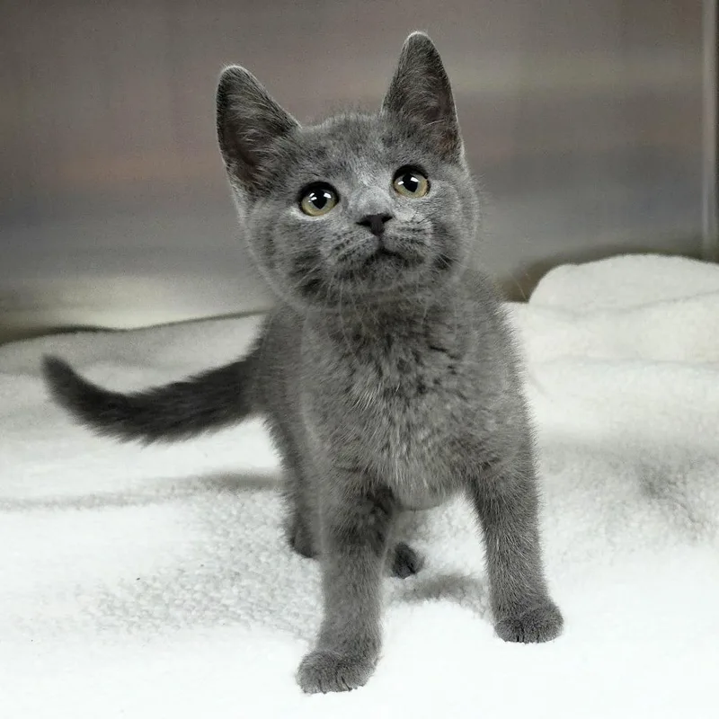 A baby small-sized male Gray / Blue / Silver Domestic Short Hair cat named Firefly for adoption in Michigan City, IN