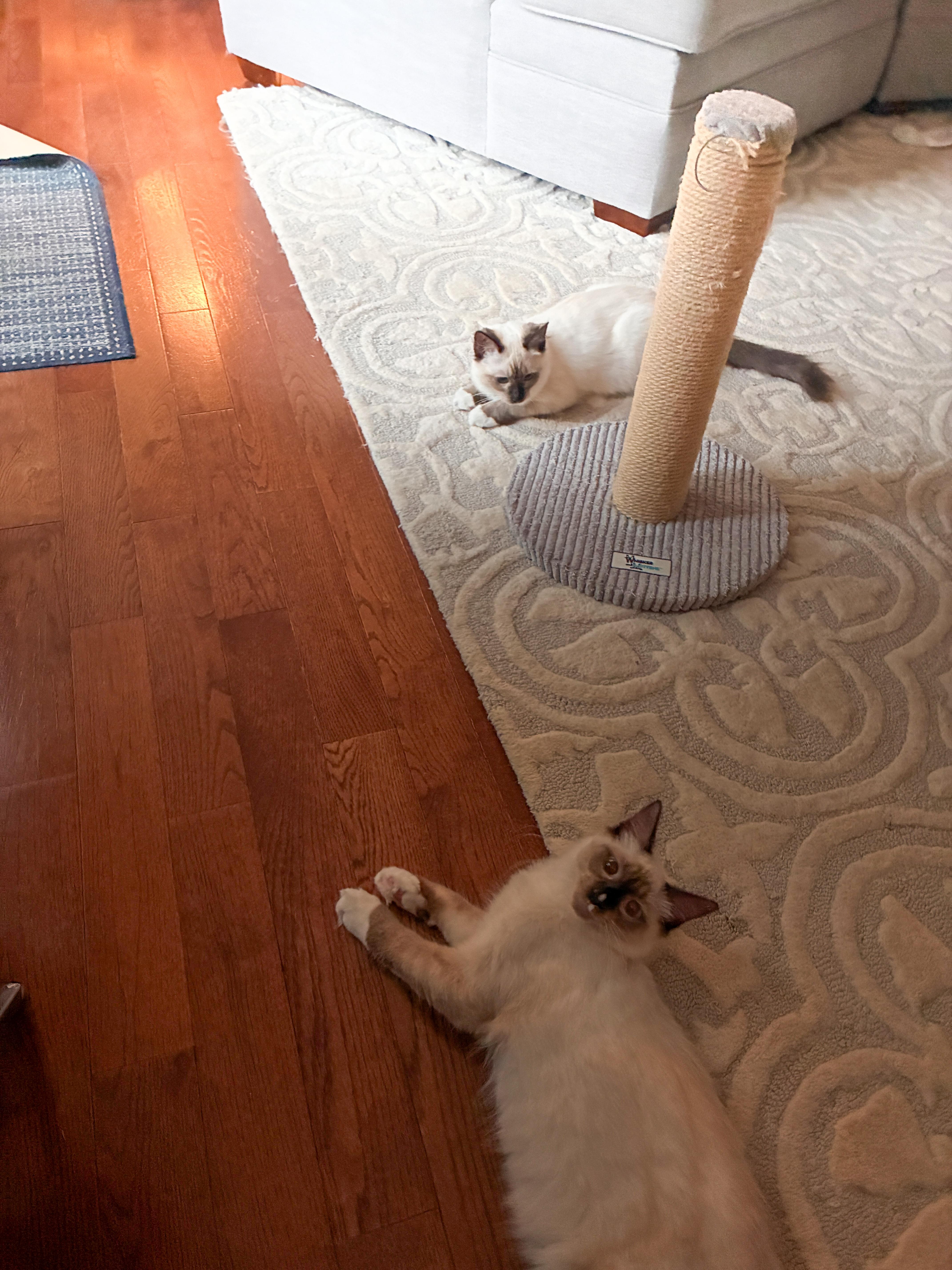 Sprinkles and Calypso thumbnail 3