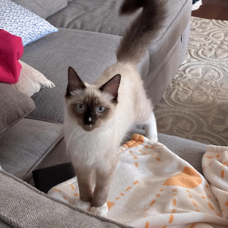 Sprinkles and Calypso thumbnail 6