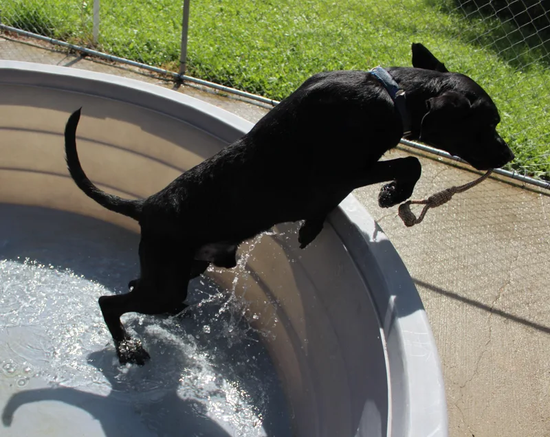 An adult large-sized male Black Labrador Retriever dog named River for adoption in Huron, SD