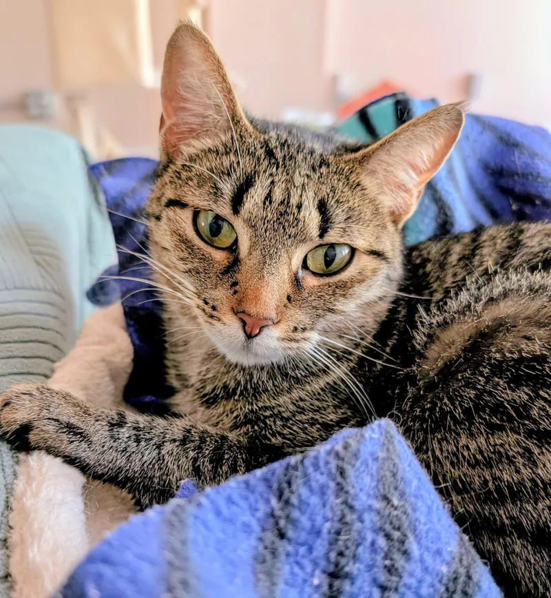 A young medium-sized female Tabby (Buff / Tan / Fawn) Domestic Short Hair cat named Angie for adoption in Rochester, NY