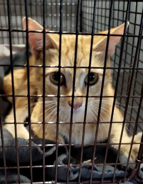 A young medium-sized male Domestic Short Hair cat named Tyson for adoption in San Antonio, TX