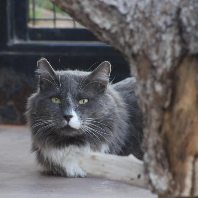 An adult large-sized male Gray / Blue / Silver Domestic Medium Hair cat named Thunder for adoption in Branford, CT