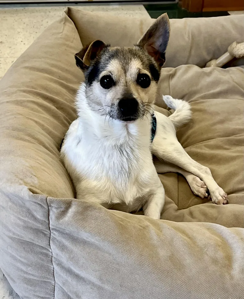 An adult small-sized male White / Cream Chihuahua dog named Tiny for adoption in Greenwich, CT