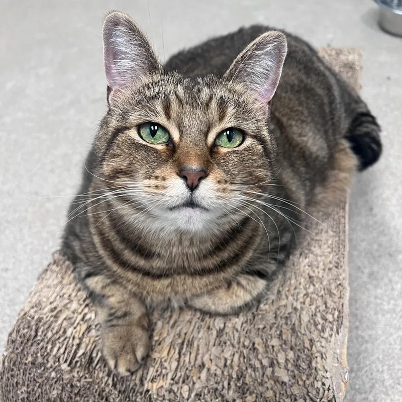 A senior small-sized female Brown / Chocolate Domestic Short Hair cat named Cinnamon for adoption in Arlington Heights, IL