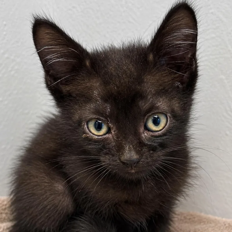 A baby small-sized female Black Domestic Short Hair cat named Yowler for adoption in Austin, TX