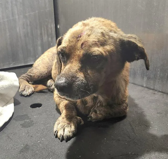 An adult small-sized female Terrier dog named Brenda for adoption in San Antonio, TX