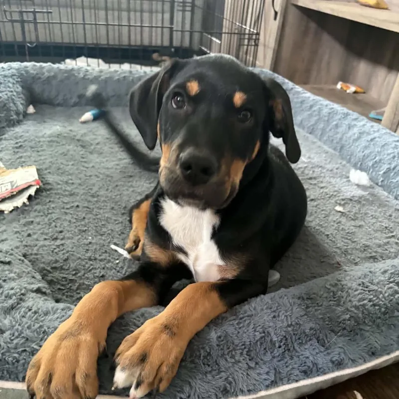 A baby small-sized male Black Mixed Breed dog named Matthew for adoption in Farmersville, OH