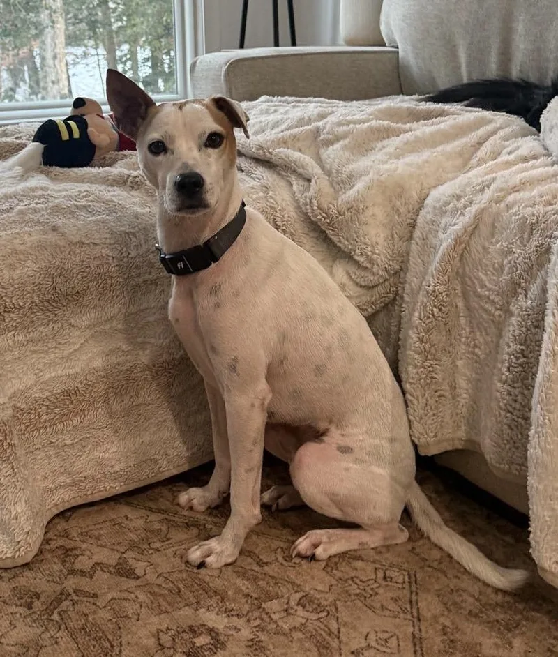 Milo  Great With thumbnail 3