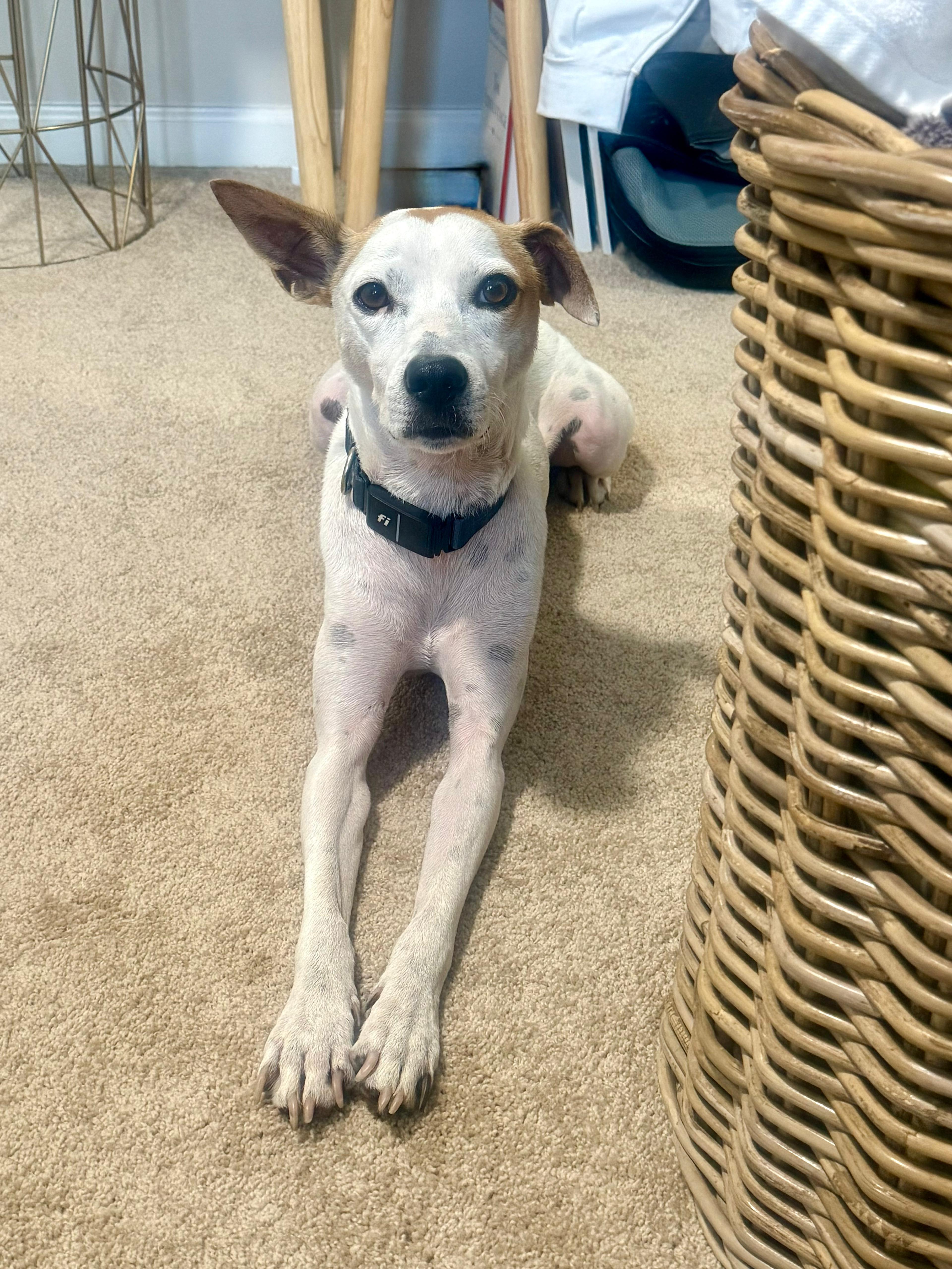 Milo  Great With thumbnail 6