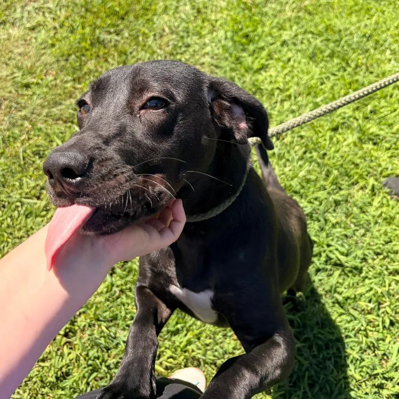 An adult medium-sized female Black Labrador Retriever dog named Kiwi for adoption in Franklin, NC