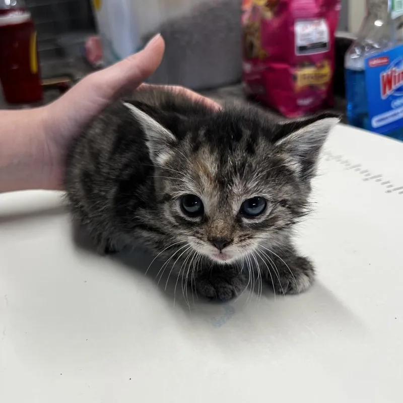 A baby small-sized female Brown / Chocolate Domestic Short Hair cat named Regan for adoption in Harrisville, WV