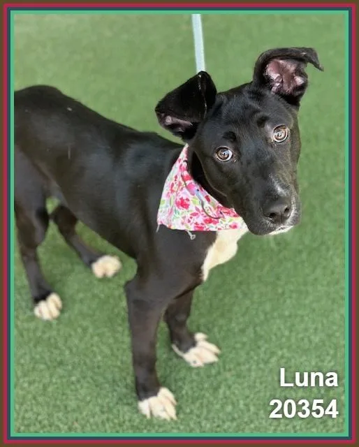 Luna thumbnail 2