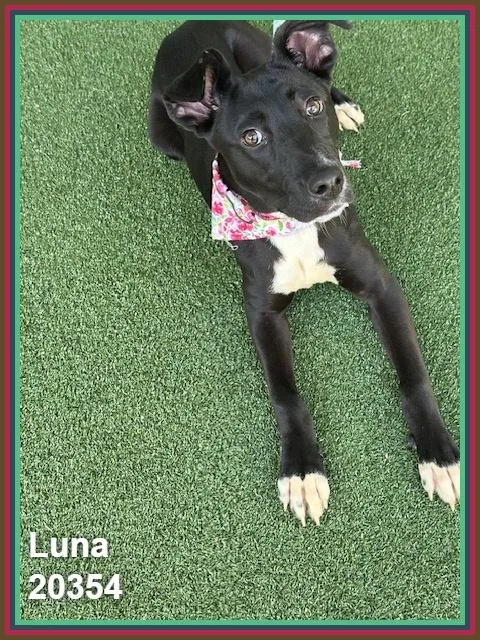 Luna thumbnail 3