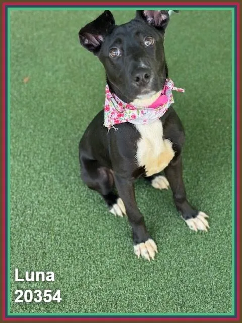 Luna thumbnail 4