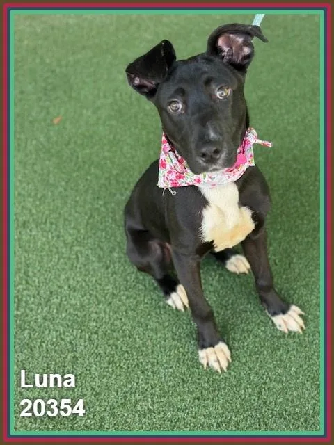 Luna thumbnail 5