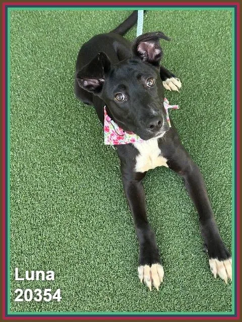 Luna thumbnail 6