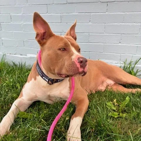 A young medium-sized female Pit Bull Terrier dog named Freesia for adoption in Chicago, IL