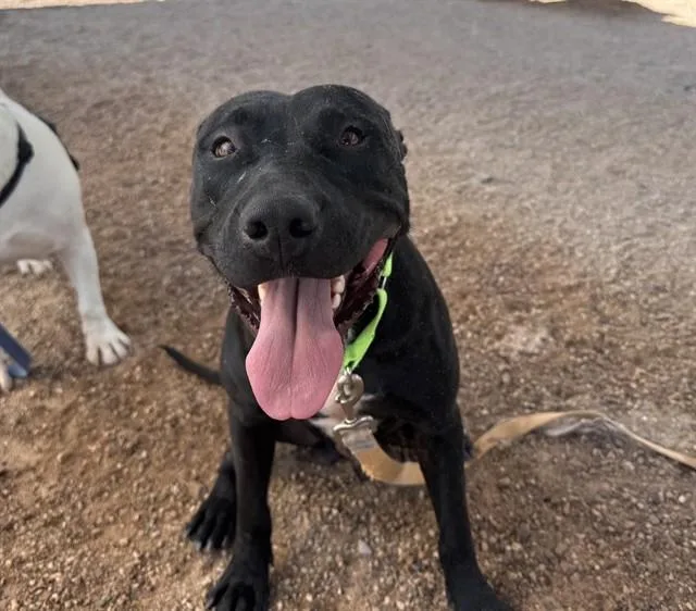 An adult medium-sized male Pit Bull Terrier dog named Sherlock for adoption in Tucson, AZ