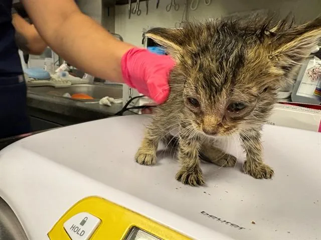 A baby small-sized male Domestic Short Hair cat named Rick for adoption in Ontario, CA