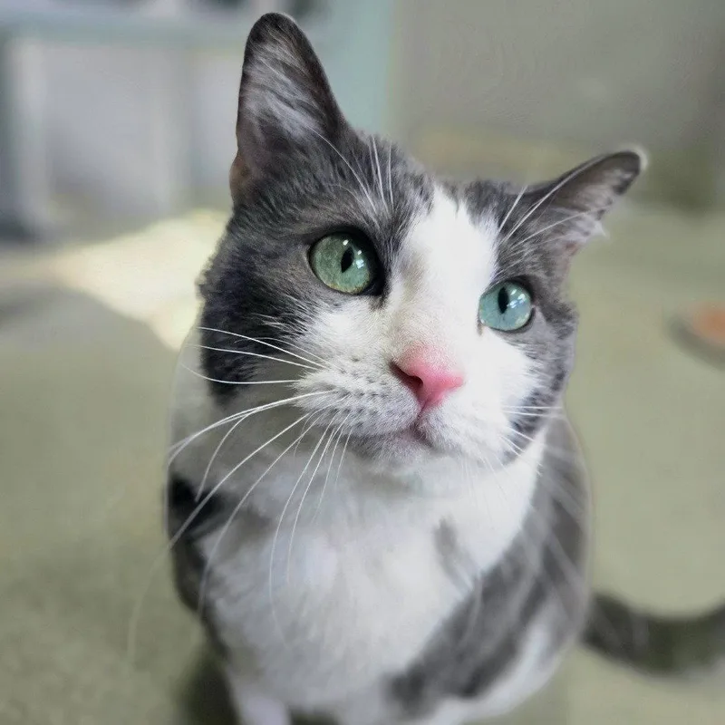 An adult medium-sized female Domestic Short Hair cat named Ellie for adoption in New Castle, DE