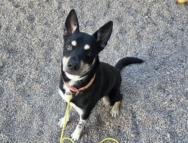 A young large-sized male Husky dog named Cowboy for adoption in Mesa, AZ