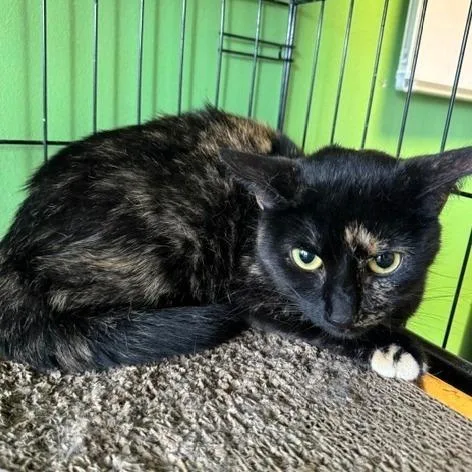 Sabrina