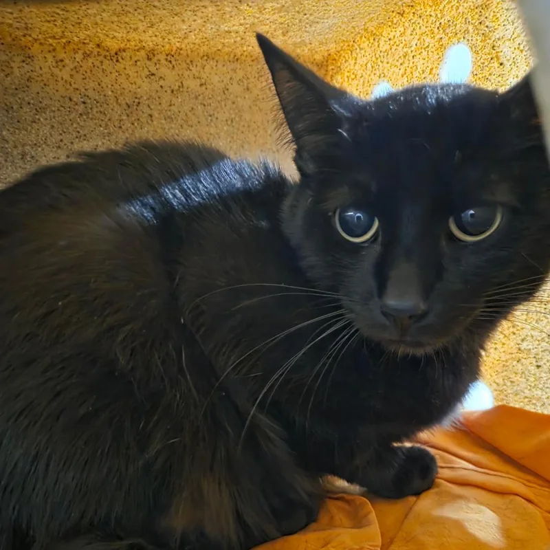 An adult medium-sized male Black Domestic Short Hair cat named Biography for adoption in West Olive, MI