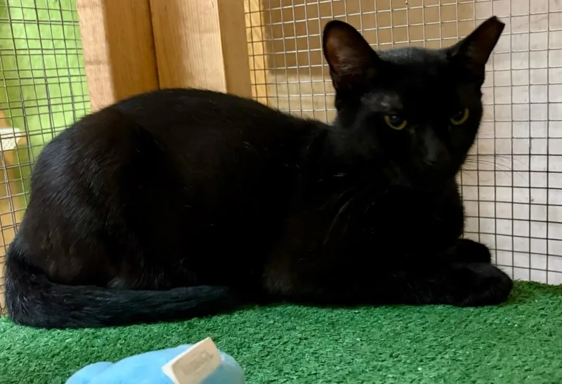 An adult medium-sized male Domestic Short Hair cat named Moe for adoption in Centerville, GA