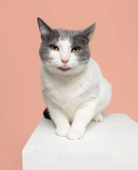 A young medium-sized female White Domestic Short Hair cat named Minny for adoption in Wilmington, NC