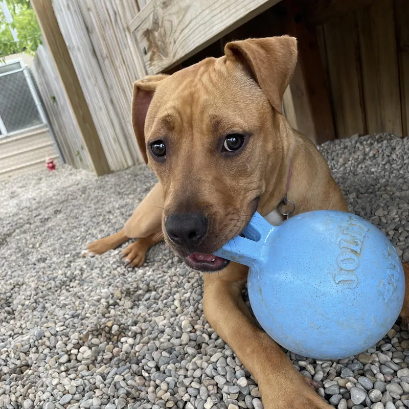 A baby medium-sized female Pit Bull Terrier dog named Ducky for adoption in Oxford, MI