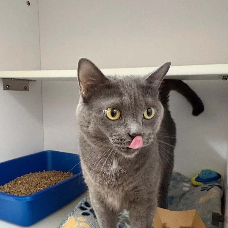 An adult large-sized female Gray / Blue / Silver Domestic Short Hair cat named Theodosia for adoption in Kanab, UT