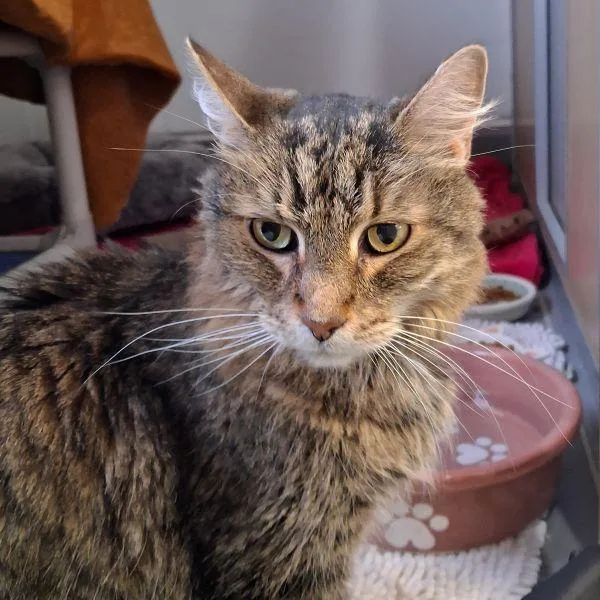 A senior medium-sized male Domestic Short Hair cat named Dallas  Bonded Buddy for adoption in Des Moines, IA