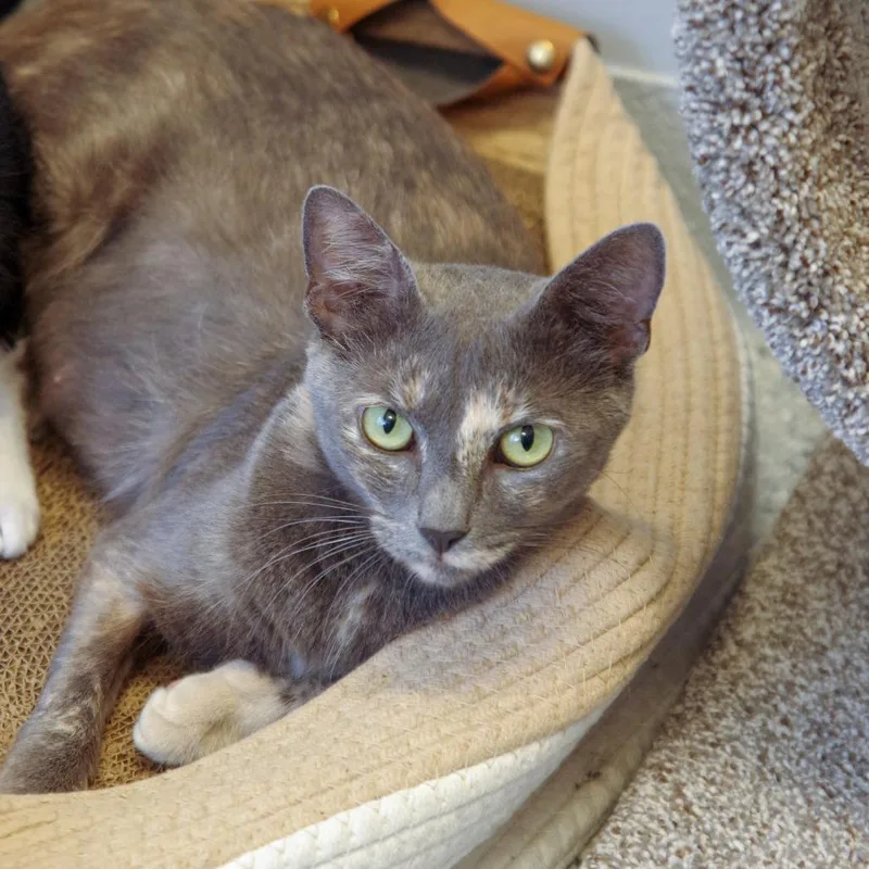 An adult medium-sized female Domestic Short Hair cat named Gaia for adoption in Scituate, MA